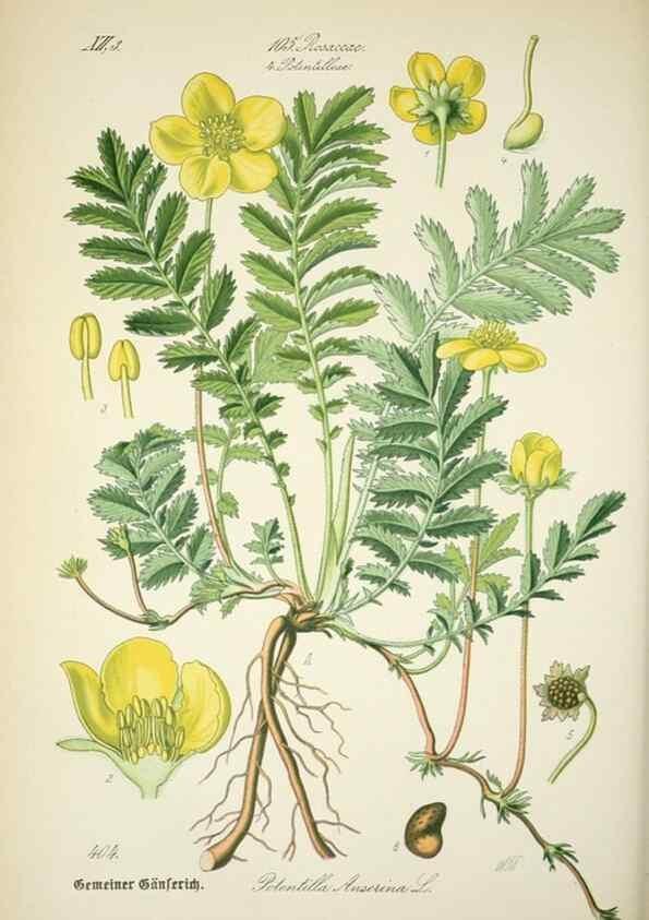 Reproducción/Reproduction 7982413748: Prof. Dr. Thomé's Flora von Deutschland, Österreich und der Schweiz, in Wort und Bild, für Schule und Haus ; mit ... Tafeln ... von Walter Müller.. Gera-Untermhaus :F.E. Köhler,1886-1934.