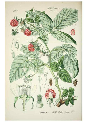Reproducción/Reproduction 7982407651: Prof. Dr. Thomé's Flora von Deutschland, Österreich und der Schweiz, in Wort und Bild, für Schule und Haus ; mit ... Tafeln ... von Walter Müller.. Gera-Untermhaus :F.E. Köhler,1886-1934.