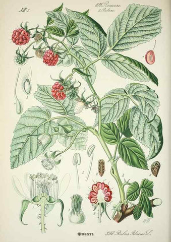 Reproducción/Reproduction 7982407651: Prof. Dr. Thomé's Flora von Deutschland, Österreich und der Schweiz, in Wort und Bild, für Schule und Haus ; mit ... Tafeln ... von Walter Müller.. Gera-Untermhaus :F.E. Köhler,1886-1934.
