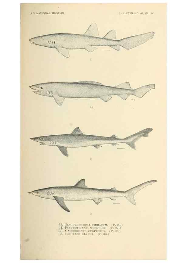 Reproducción/Reproduction 7983263082: The fishes of North and Middle America :. Washington :Smithsonian Institution, United States National Museum,1896-1900.