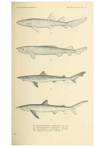 Reproducción/Reproduction 7983263082: The fishes of North and Middle America :. Washington :Smithsonian Institution, United States National Museum,1896-1900.