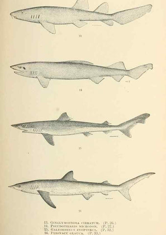 Reproducción/Reproduction 7983263082: The fishes of North and Middle America :. Washington :Smithsonian Institution, United States National Museum,1896-1900.