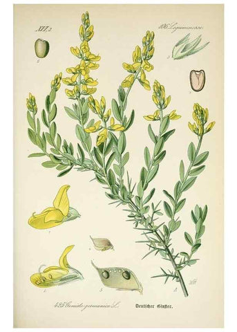 Reproducción/Reproduction 7982419735: Prof. Dr. Thomé's Flora von Deutschland, Österreich und der Schweiz, in Wort und Bild, für Schule und Haus ; mit ... Tafeln ... von Walter Müller.. Gera-Untermhaus :F.E. Köhler,1886-1934.