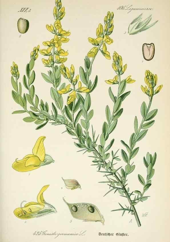 Reproducción/Reproduction 7982419735: Prof. Dr. Thomé's Flora von Deutschland, Österreich und der Schweiz, in Wort und Bild, für Schule und Haus ; mit ... Tafeln ... von Walter Müller.. Gera-Untermhaus :F.E. Köhler,1886-1934.