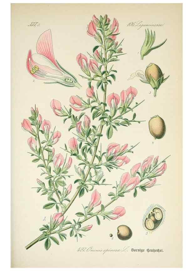 Reproducción/Reproduction 7982423716: Prof. Dr. Thomé's Flora von Deutschland, Österreich und der Schweiz, in Wort und Bild, für Schule und Haus ; mit ... Tafeln ... von Walter Müller.. Gera-Untermhaus :F.E. Köhler,1886-1934.