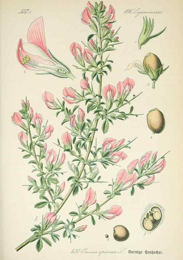 Reproducción/Reproduction 7982423716: Prof. Dr. Thomé's Flora von Deutschland, Österreich und der Schweiz, in Wort und Bild, für Schule und Haus ; mit ... Tafeln ... von Walter Müller.. Gera-Untermhaus :F.E. Köhler,1886-1934.