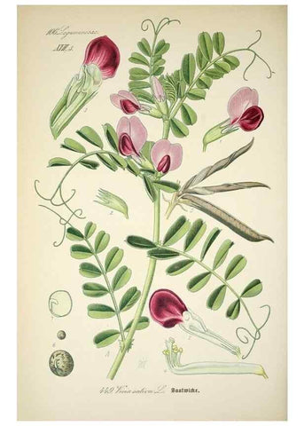 Reproducción/Reproduction 7982430225: Prof. Dr. Thomé's Flora von Deutschland, Österreich und der Schweiz, in Wort und Bild, für Schule und Haus ; mit ... Tafeln ... von Walter Müller.. Gera-Untermhaus :F.E. Köhler,1886-1934.