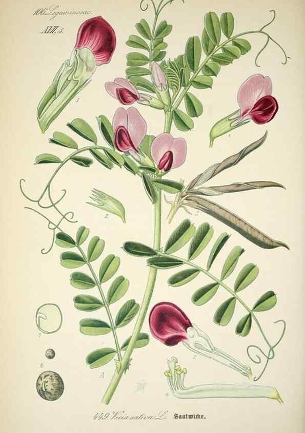 Reproducción/Reproduction 7982430225: Prof. Dr. Thomé's Flora von Deutschland, Österreich und der Schweiz, in Wort und Bild, für Schule und Haus ; mit ... Tafeln ... von Walter Müller.. Gera-Untermhaus :F.E. Köhler,1886-1934.