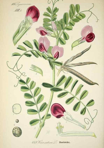 Reproducción/Reproduction 7982430225: Prof. Dr. Thomé's Flora von Deutschland, Österreich und der Schweiz, in Wort und Bild, für Schule und Haus ; mit ... Tafeln ... von Walter Müller.. Gera-Untermhaus :F.E. Köhler,1886-1934.