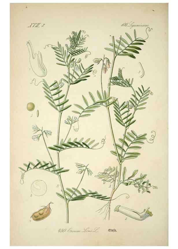 Reproducción/Reproduction 7982430575: Prof. Dr. Thomé's Flora von Deutschland, Österreich und der Schweiz, in Wort und Bild, für Schule und Haus ; mit ... Tafeln ... von Walter Müller.. Gera-Untermhaus :F.E. Köhler,1886-1934.