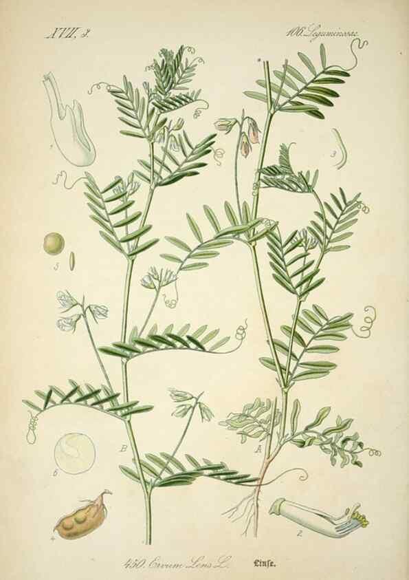 Reproducción/Reproduction 7982430575: Prof. Dr. Thomé's Flora von Deutschland, Österreich und der Schweiz, in Wort und Bild, für Schule und Haus ; mit ... Tafeln ... von Walter Müller.. Gera-Untermhaus :F.E. Köhler,1886-1934.