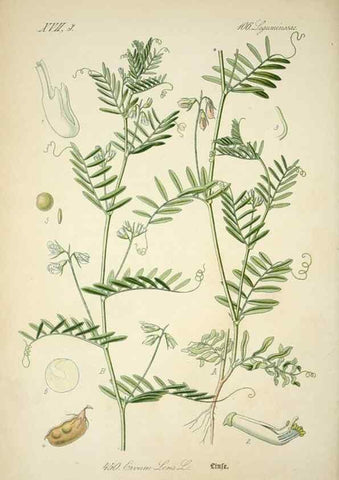 Reproducción/Reproduction 7982430575: Prof. Dr. Thomé's Flora von Deutschland, Österreich und der Schweiz, in Wort und Bild, für Schule und Haus ; mit ... Tafeln ... von Walter Müller.. Gera-Untermhaus :F.E. Köhler,1886-1934.