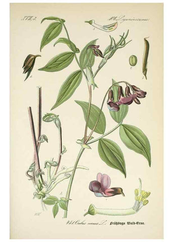 Reproducción/Reproduction 7982434064: Prof. Dr. Thomé's Flora von Deutschland, Österreich und der Schweiz, in Wort und Bild, für Schule und Haus ; mit ... Tafeln ... von Walter Müller.. Gera-Untermhaus :F.E. Köhler,1886-1934.