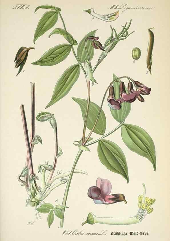 Reproducción/Reproduction 7982434064: Prof. Dr. Thomé's Flora von Deutschland, Österreich und der Schweiz, in Wort und Bild, für Schule und Haus ; mit ... Tafeln ... von Walter Müller.. Gera-Untermhaus :F.E. Köhler,1886-1934.