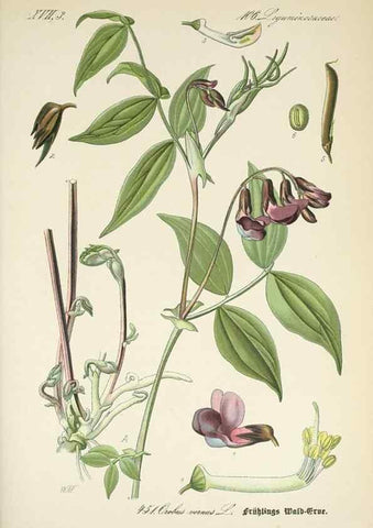 Reproducción/Reproduction 7982434064: Prof. Dr. Thomé's Flora von Deutschland, Österreich und der Schweiz, in Wort und Bild, für Schule und Haus ; mit ... Tafeln ... von Walter Müller.. Gera-Untermhaus :F.E. Köhler,1886-1934.