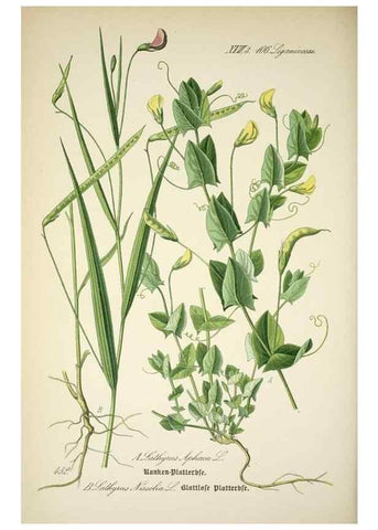 Reproducción/Reproduction 7982431361: Prof. Dr. Thomé's Flora von Deutschland, Österreich und der Schweiz, in Wort und Bild, für Schule und Haus ; mit ... Tafeln ... von Walter Müller.. Gera-Untermhaus :F.E. Köhler,1886-1934.