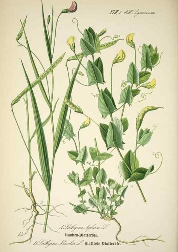Reproducción/Reproduction 7982431361: Prof. Dr. Thomé's Flora von Deutschland, Österreich und der Schweiz, in Wort und Bild, für Schule und Haus ; mit ... Tafeln ... von Walter Müller.. Gera-Untermhaus :F.E. Köhler,1886-1934.
