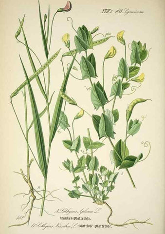 Reproducción/Reproduction 7982431361: Prof. Dr. Thomé's Flora von Deutschland, Österreich und der Schweiz, in Wort und Bild, für Schule und Haus ; mit ... Tafeln ... von Walter Müller.. Gera-Untermhaus :F.E. Köhler,1886-1934.