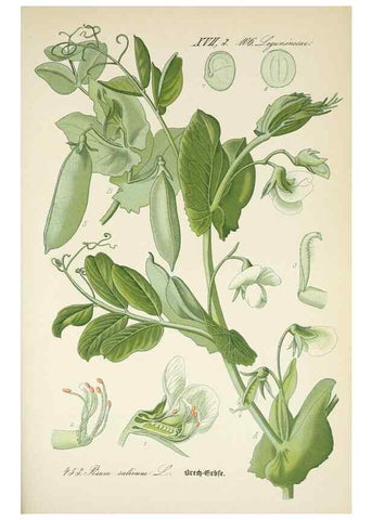 Reproducción/Reproduction 7982431787: Prof. Dr. Thomé's Flora von Deutschland, Österreich und der Schweiz, in Wort und Bild, für Schule und Haus ; mit ... Tafeln ... von Walter Müller.. Gera-Untermhaus :F.E. Köhler,1886-1934.