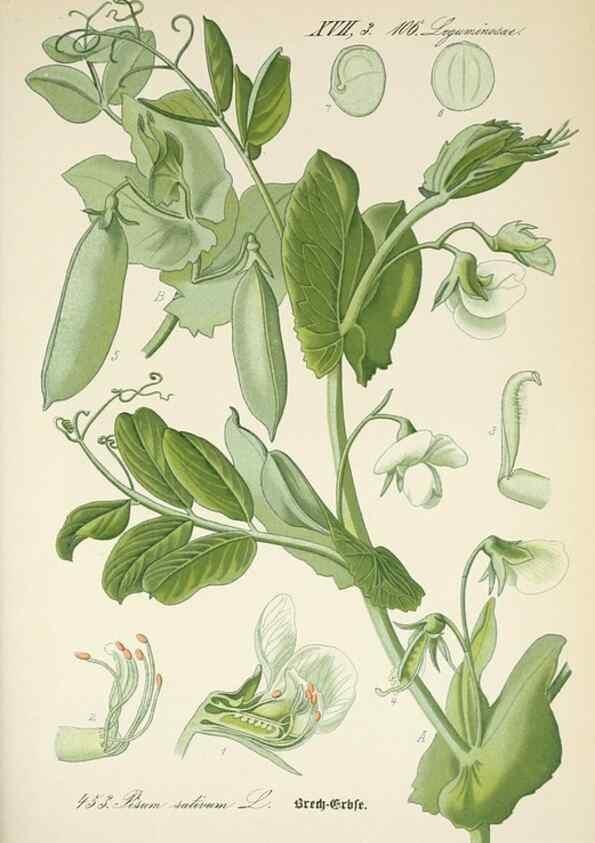 Reproducción/Reproduction 7982431787: Prof. Dr. Thomé's Flora von Deutschland, Österreich und der Schweiz, in Wort und Bild, für Schule und Haus ; mit ... Tafeln ... von Walter Müller.. Gera-Untermhaus :F.E. Köhler,1886-1934.