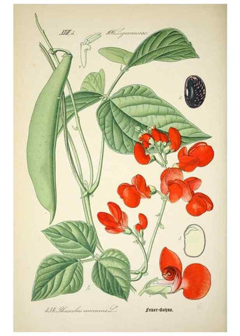 Reproducción/Reproduction 7982435524: Prof. Dr. Thomé's Flora von Deutschland, Österreich und der Schweiz, in Wort und Bild, für Schule und Haus ; mit ... Tafeln ... von Walter Müller.. Gera-Untermhaus :F.E. Köhler,1886-1934.