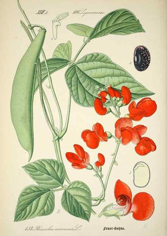 Reproducción/Reproduction 7982435524: Prof. Dr. Thomé's Flora von Deutschland, Österreich und der Schweiz, in Wort und Bild, für Schule und Haus ; mit ... Tafeln ... von Walter Müller.. Gera-Untermhaus :F.E. Köhler,1886-1934.