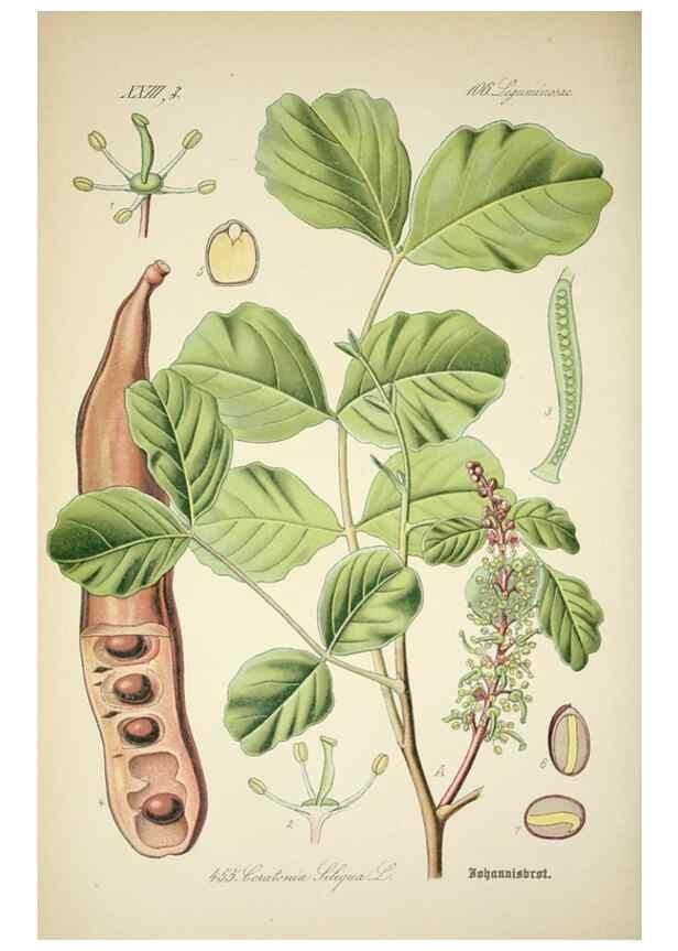 Reproducción/Reproduction 7982436064: Prof. Dr. Thomé's Flora von Deutschland, Österreich und der Schweiz, in Wort und Bild, für Schule und Haus ; mit ... Tafeln ... von Walter Müller.. Gera-Untermhaus :F.E. Köhler,1886-1934.