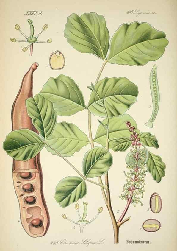 Reproducción/Reproduction 7982436064: Prof. Dr. Thomé's Flora von Deutschland, Österreich und der Schweiz, in Wort und Bild, für Schule und Haus ; mit ... Tafeln ... von Walter Müller.. Gera-Untermhaus :F.E. Köhler,1886-1934.