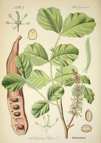 Reproducción/Reproduction 7982436064: Prof. Dr. Thomé's Flora von Deutschland, Österreich und der Schweiz, in Wort und Bild, für Schule und Haus ; mit ... Tafeln ... von Walter Müller.. Gera-Untermhaus :F.E. Köhler,1886-1934.