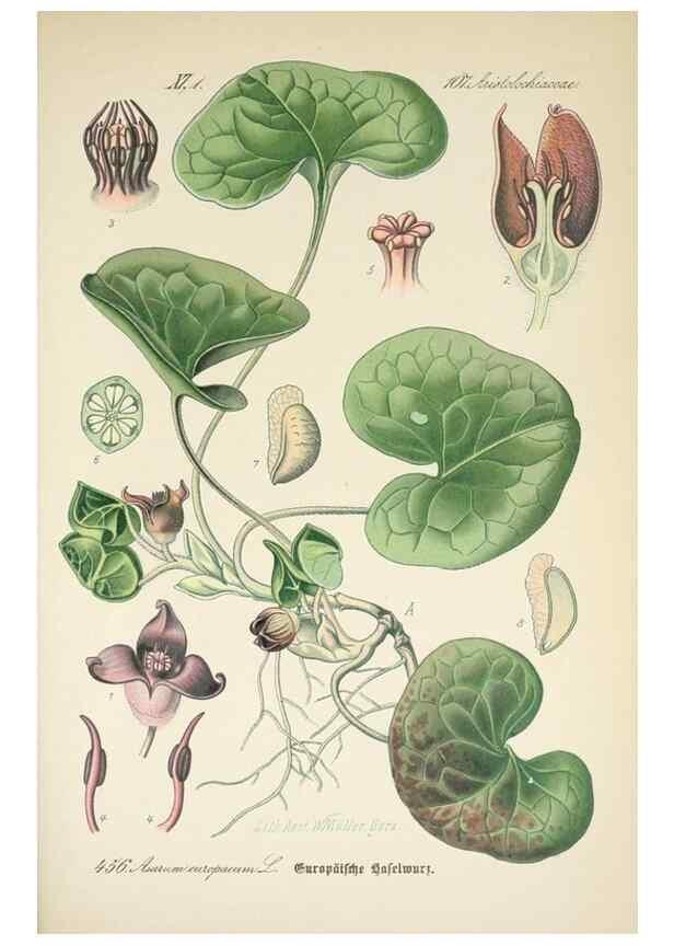 Reproducción/Reproduction 7982433373: Prof. Dr. Thomé's Flora von Deutschland, Österreich und der Schweiz, in Wort und Bild, für Schule und Haus ; mit ... Tafeln ... von Walter Müller.. Gera-Untermhaus :F.E. Köhler,1886-1934.