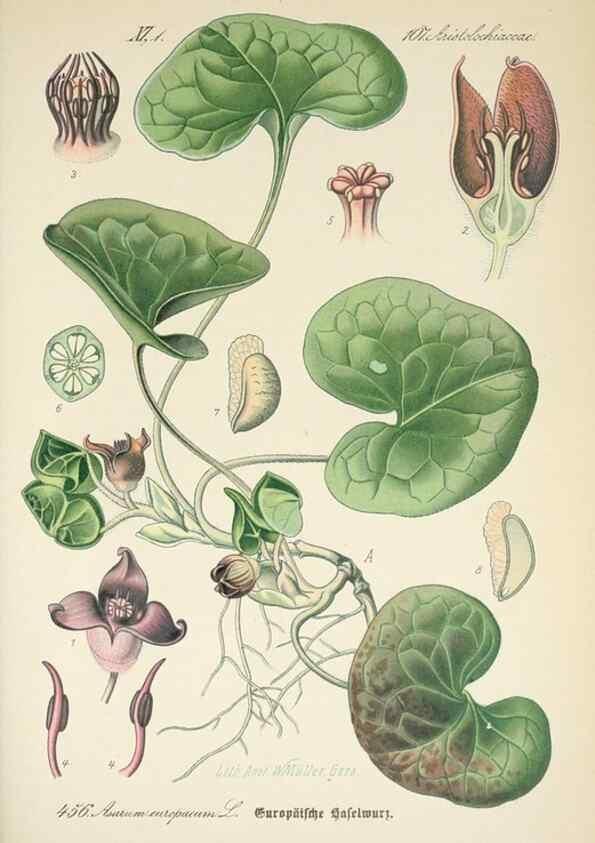 Reproducción/Reproduction 7982433373: Prof. Dr. Thomé's Flora von Deutschland, Österreich und der Schweiz, in Wort und Bild, für Schule und Haus ; mit ... Tafeln ... von Walter Müller.. Gera-Untermhaus :F.E. Köhler,1886-1934.
