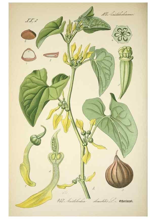 Reproducción/Reproduction 7982433847: Prof. Dr. Thomé's Flora von Deutschland, Österreich und der Schweiz, in Wort und Bild, für Schule und Haus ; mit ... Tafeln ... von Walter Müller.. Gera-Untermhaus :F.E. Köhler,1886-1934.