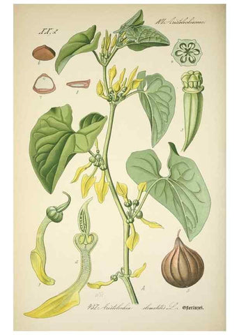 Reproducción/Reproduction 7982433847: Prof. Dr. Thomé's Flora von Deutschland, Österreich und der Schweiz, in Wort und Bild, für Schule und Haus ; mit ... Tafeln ... von Walter Müller.. Gera-Untermhaus :F.E. Köhler,1886-1934.