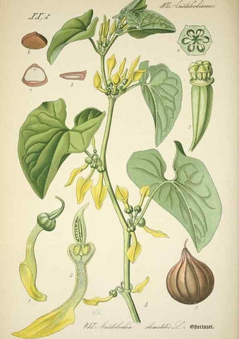 Reproducción/Reproduction 7982433847: Prof. Dr. Thomé's Flora von Deutschland, Österreich und der Schweiz, in Wort und Bild, für Schule und Haus ; mit ... Tafeln ... von Walter Müller.. Gera-Untermhaus :F.E. Köhler,1886-1934.