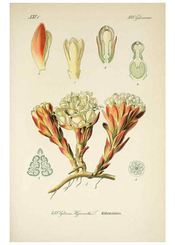Reproducción/Reproduction 7982437288: Prof. Dr. Thomé's Flora von Deutschland, Österreich und der Schweiz, in Wort und Bild, für Schule und Haus ; mit ... Tafeln ... von Walter Müller.. Gera-Untermhaus :F.E. Köhler,1886-1934.