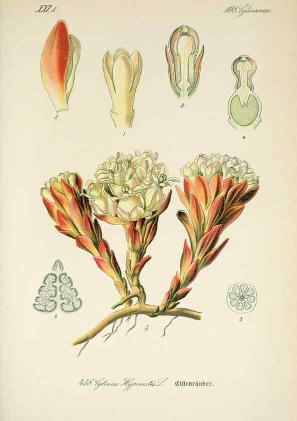 Reproducción/Reproduction 7982437288: Prof. Dr. Thomé's Flora von Deutschland, Österreich und der Schweiz, in Wort und Bild, für Schule und Haus ; mit ... Tafeln ... von Walter Müller.. Gera-Untermhaus :F.E. Köhler,1886-1934.
