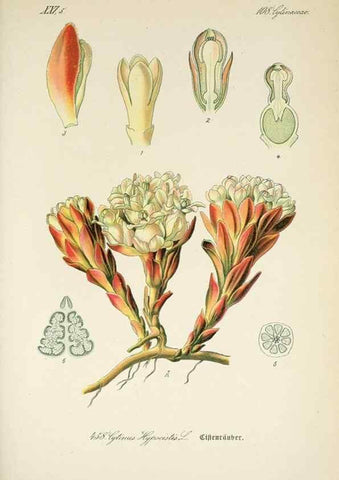 Reproducción/Reproduction 7982437288: Prof. Dr. Thomé's Flora von Deutschland, Österreich und der Schweiz, in Wort und Bild, für Schule und Haus ; mit ... Tafeln ... von Walter Müller.. Gera-Untermhaus :F.E. Köhler,1886-1934.