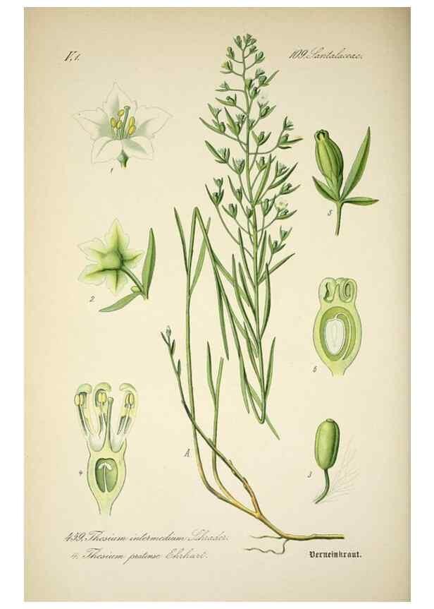 Reproducción/Reproduction 7982434739: Prof. Dr. Thomé's Flora von Deutschland, Österreich und der Schweiz, in Wort und Bild, für Schule und Haus ; mit ... Tafeln ... von Walter Müller.. Gera-Untermhaus :F.E. Köhler,1886-1934.