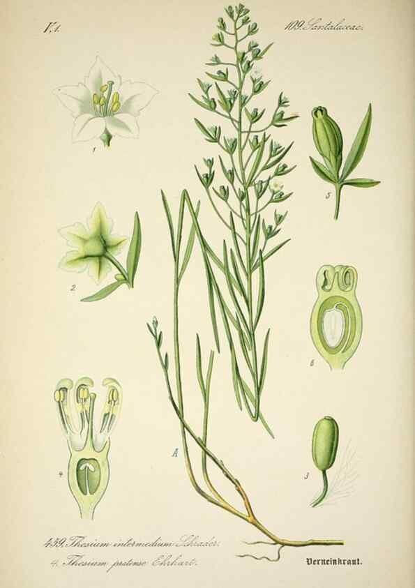 Reproducción/Reproduction 7982434739: Prof. Dr. Thomé's Flora von Deutschland, Österreich und der Schweiz, in Wort und Bild, für Schule und Haus ; mit ... Tafeln ... von Walter Müller.. Gera-Untermhaus :F.E. Köhler,1886-1934.