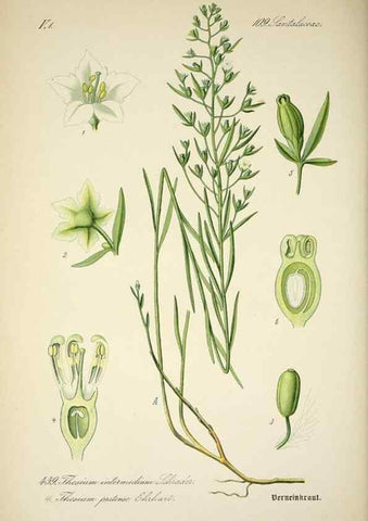 Reproducción/Reproduction 7982434739: Prof. Dr. Thomé's Flora von Deutschland, Österreich und der Schweiz, in Wort und Bild, für Schule und Haus ; mit ... Tafeln ... von Walter Müller.. Gera-Untermhaus :F.E. Köhler,1886-1934.