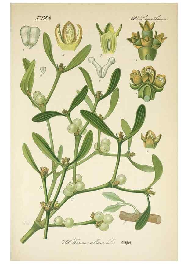 Reproducción/Reproduction 7982435201: Prof. Dr. Thomé's Flora von Deutschland, Österreich und der Schweiz, in Wort und Bild, für Schule und Haus ; mit ... Tafeln ... von Walter Müller.. Gera-Untermhaus :F.E. Köhler,1886-1934.