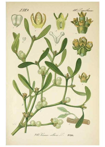 Reproducción/Reproduction 7982435201: Prof. Dr. Thomé's Flora von Deutschland, Österreich und der Schweiz, in Wort und Bild, für Schule und Haus ; mit ... Tafeln ... von Walter Müller.. Gera-Untermhaus :F.E. Köhler,1886-1934.