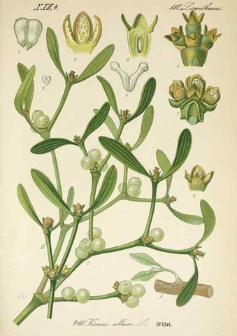 Reproducción/Reproduction 7982435201: Prof. Dr. Thomé's Flora von Deutschland, Österreich und der Schweiz, in Wort und Bild, für Schule und Haus ; mit ... Tafeln ... von Walter Müller.. Gera-Untermhaus :F.E. Köhler,1886-1934.