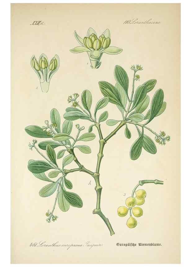 Reproducción/Reproduction 7982435595: Prof. Dr. Thomé's Flora von Deutschland, Österreich und der Schweiz, in Wort und Bild, für Schule und Haus ; mit ... Tafeln ... von Walter Müller.. Gera-Untermhaus :F.E. Köhler,1886-1934.