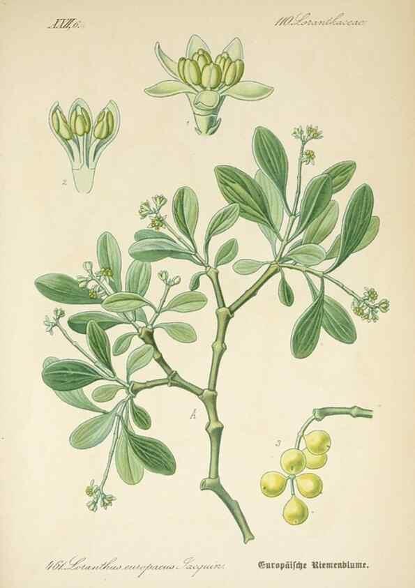 Reproducción/Reproduction 7982435595: Prof. Dr. Thomé's Flora von Deutschland, Österreich und der Schweiz, in Wort und Bild, für Schule und Haus ; mit ... Tafeln ... von Walter Müller.. Gera-Untermhaus :F.E. Köhler,1886-1934.