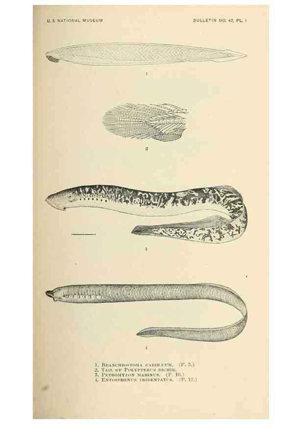 Reproducción/Reproduction 7983252099: The fishes of North and Middle America :. Washington :Smithsonian Institution, United States National Museum,1896-1900.