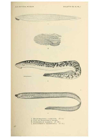 Reproducción/Reproduction 7983252099: The fishes of North and Middle America :. Washington :Smithsonian Institution, United States National Museum,1896-1900.