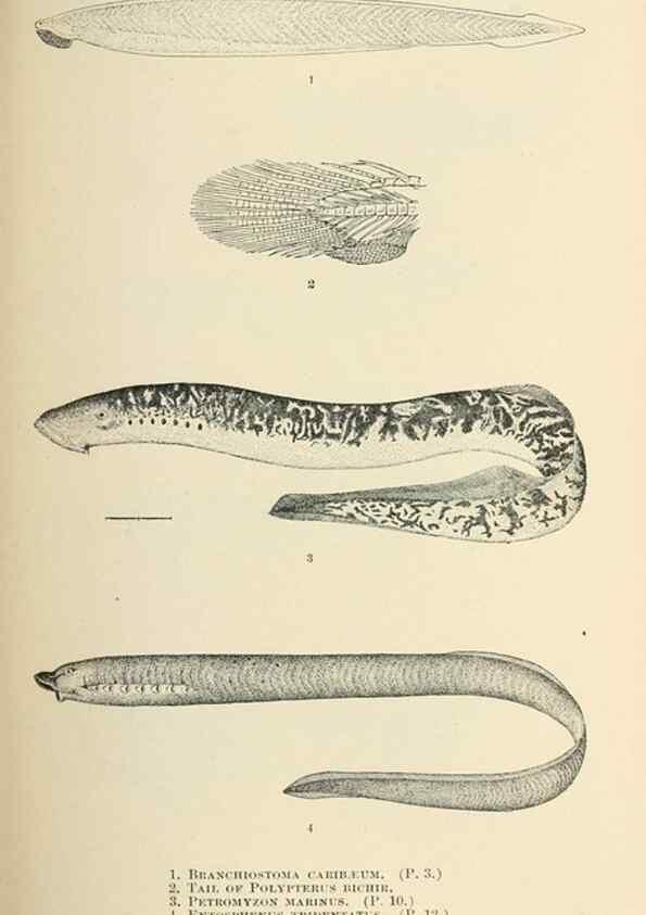Reproducción/Reproduction 7983252099: The fishes of North and Middle America :. Washington :Smithsonian Institution, United States National Museum,1896-1900.