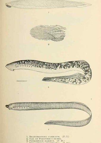 Reproducción/Reproduction 7983252099: The fishes of North and Middle America :. Washington :Smithsonian Institution, United States National Museum,1896-1900.