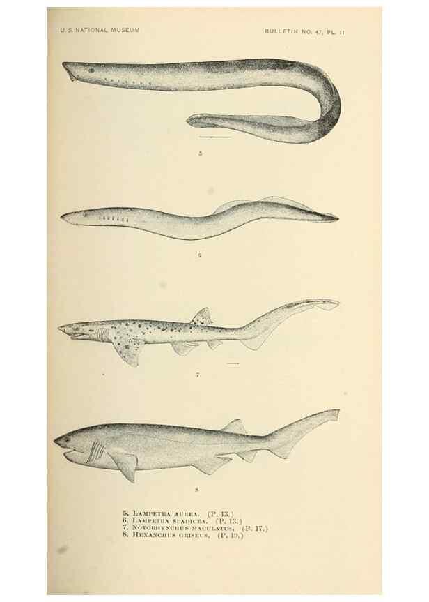 Reproducción/Reproduction 7983257160: The fishes of North and Middle America :. Washington :Smithsonian Institution, United States National Museum,1896-1900.
